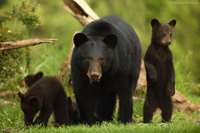 Black bears in the city are bigger and have cubs sooner - Futurity